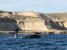Baleine franche australe Péninsule Valdés