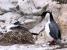 Cormorans impériaux Patagonie