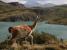 Torres del Paine, guanaco